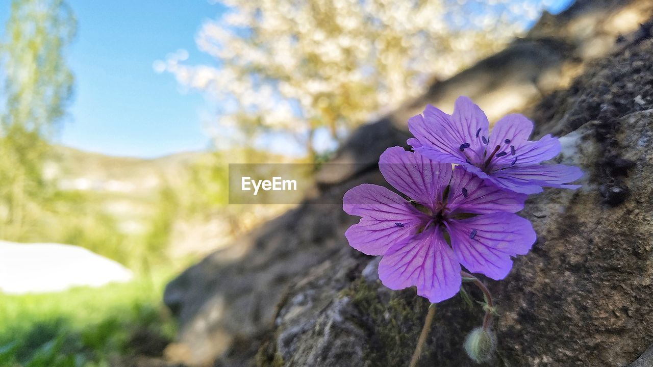 Close-up of purple flower on rock