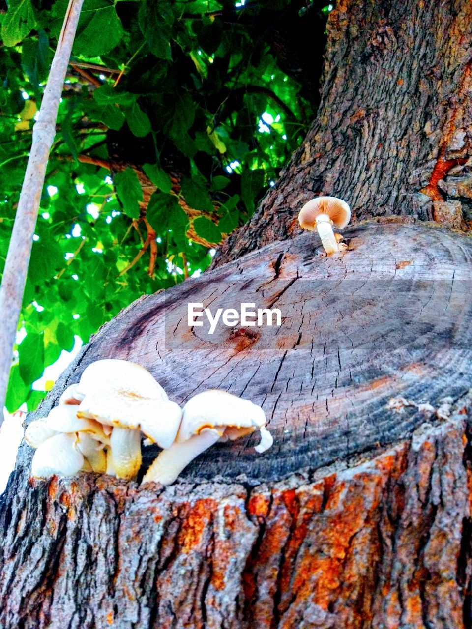 Close-up of mushrooms on tree trunk