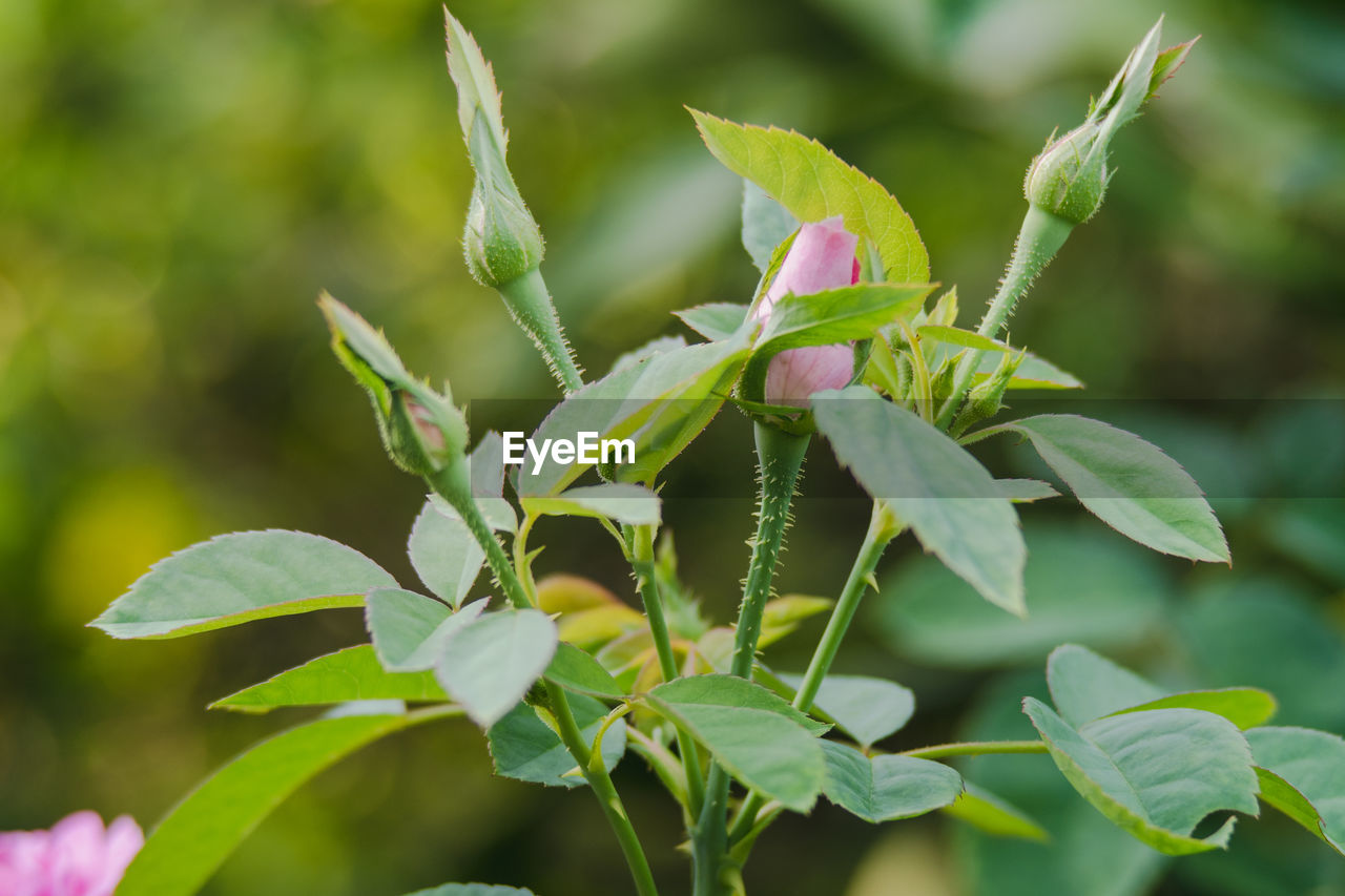 CLOSE-UP OF FRESH GREEN PLANT LEAVES