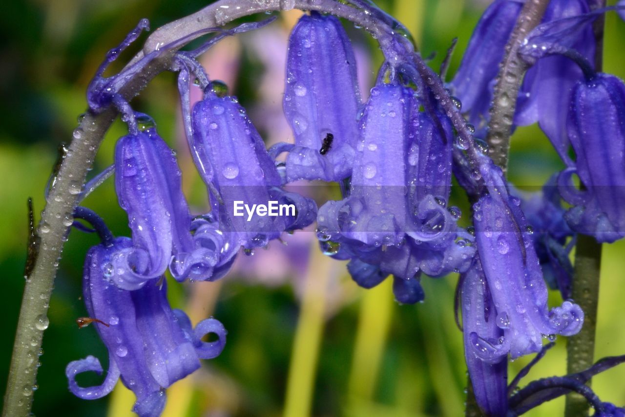 Close-up of wet purple flowers