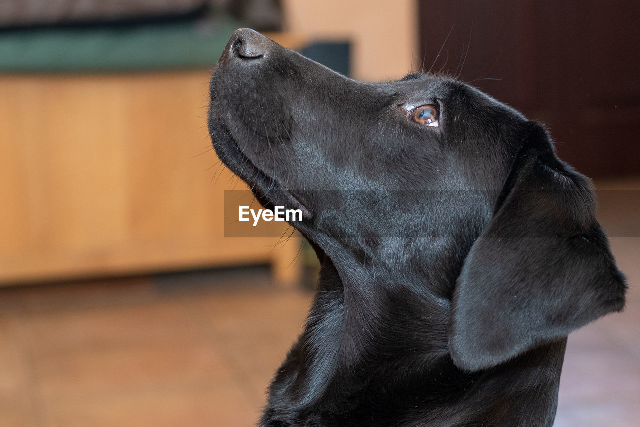 Head shot of a six month old pedigree black labrador puppy