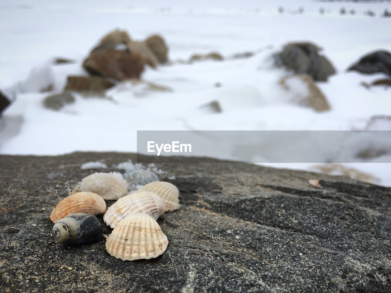 CLOSE-UP OF SEASHELL ON SNOW COVERED GROUND