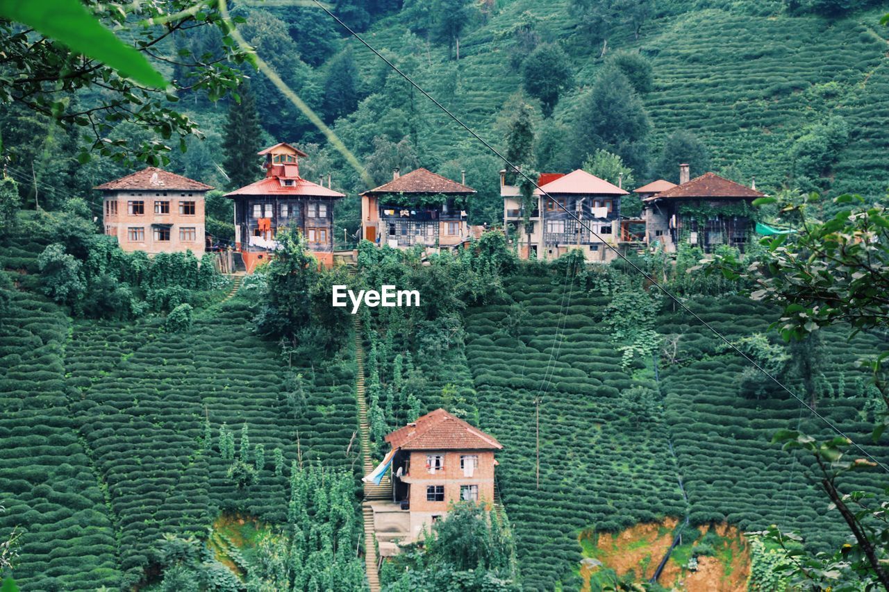 Houses by trees in forest tea garden