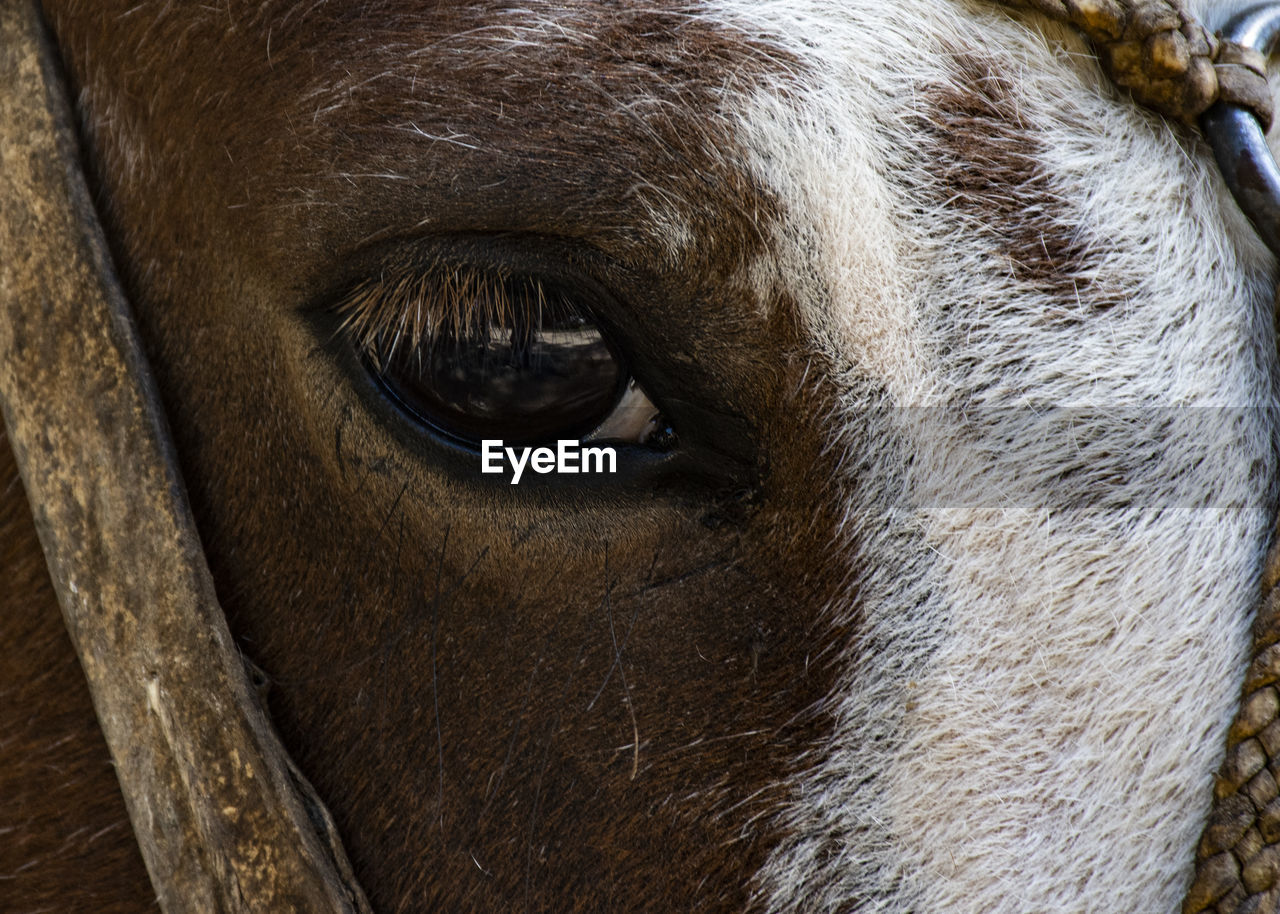 Close-up of horse eye