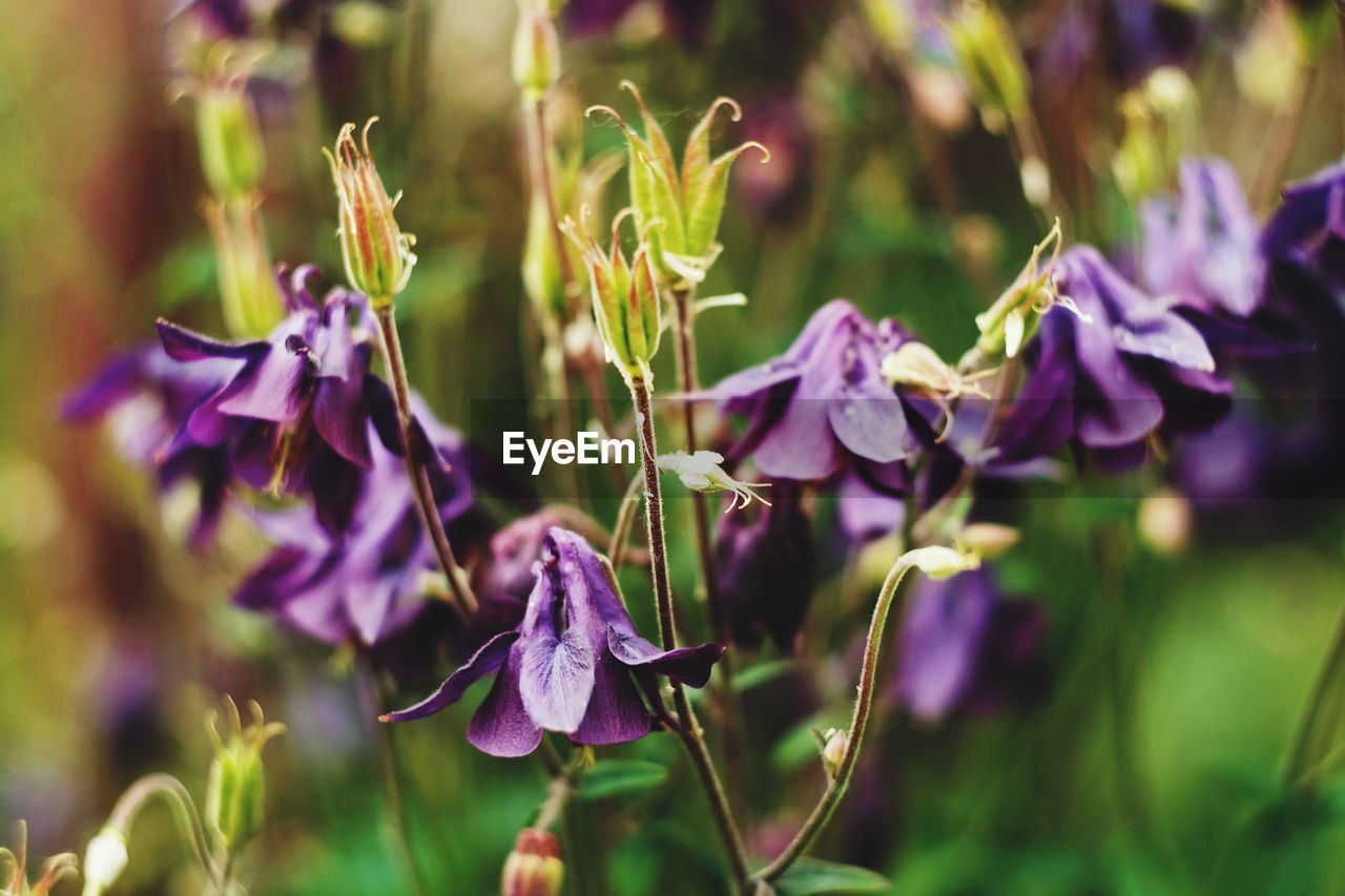 Close-up of purple flowering plant on field