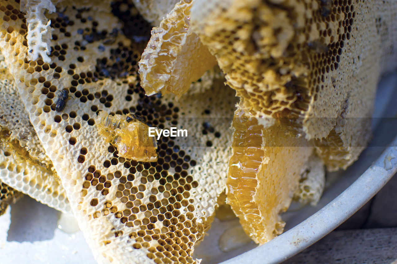 CLOSE-UP OF HONEY BEE ON A YELLOW