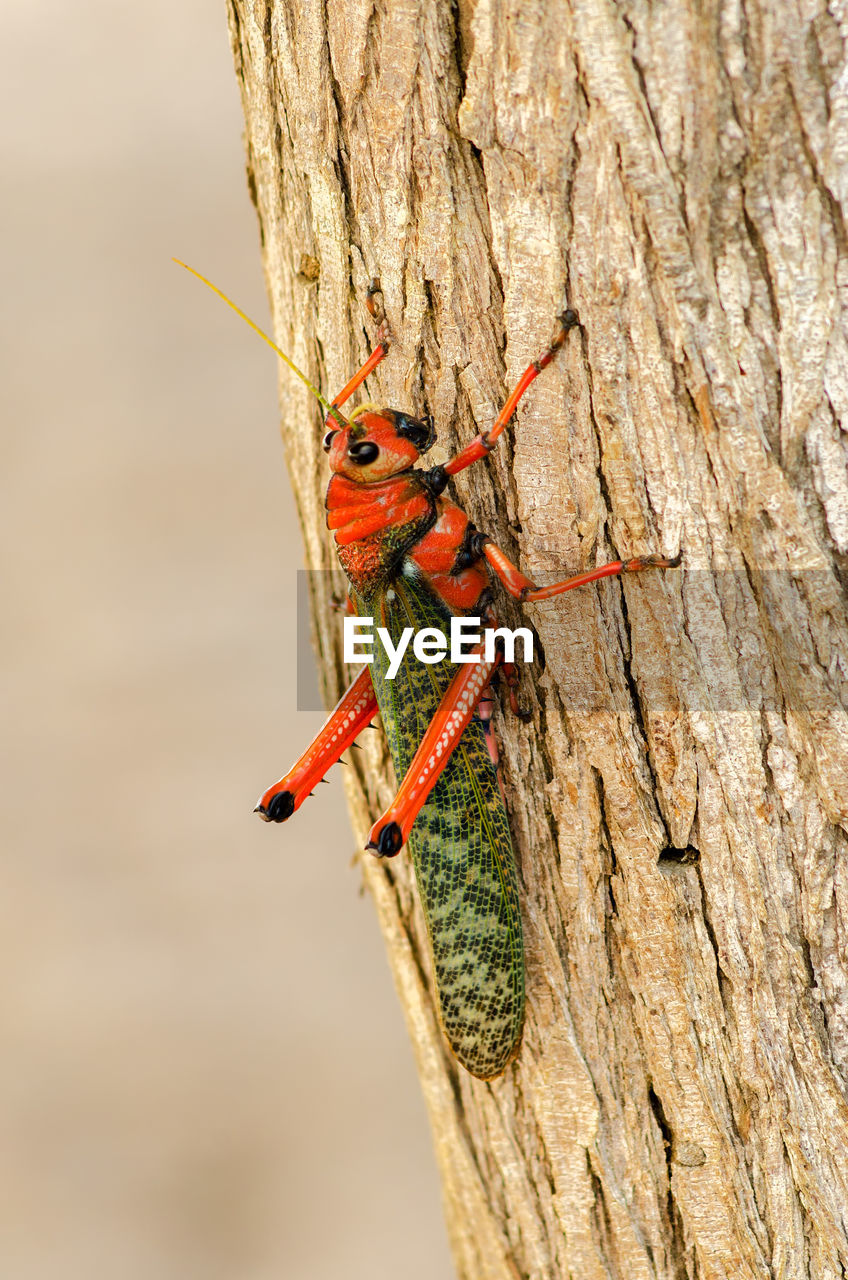 Close-up of grasshopper on tree trunk