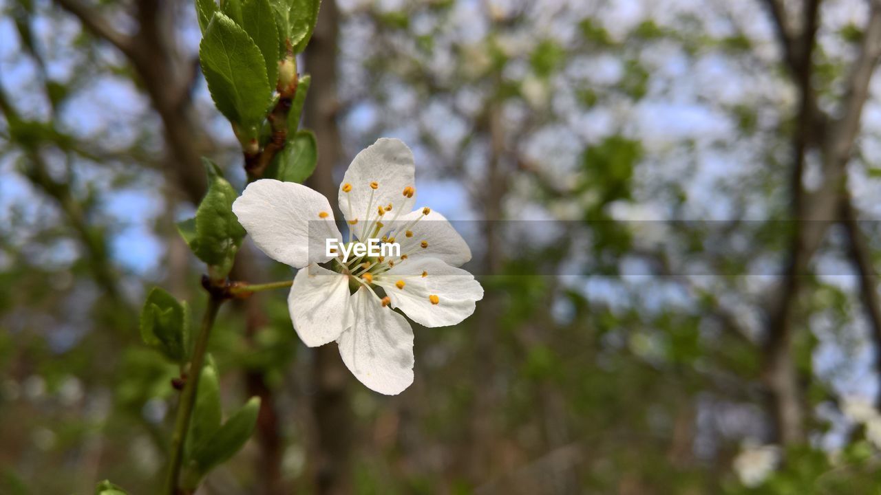 Close-up of white cherry blossoms in spring