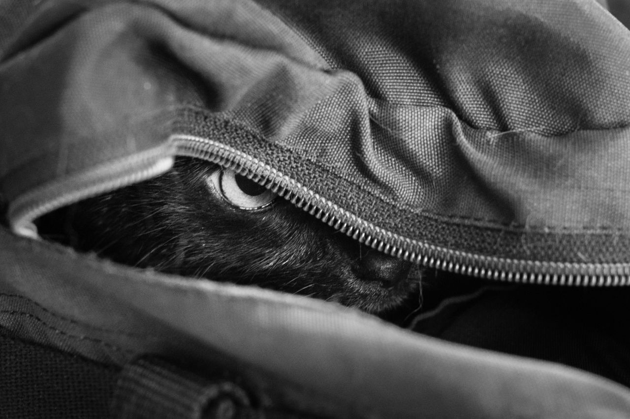 Close-up of cat in backpack