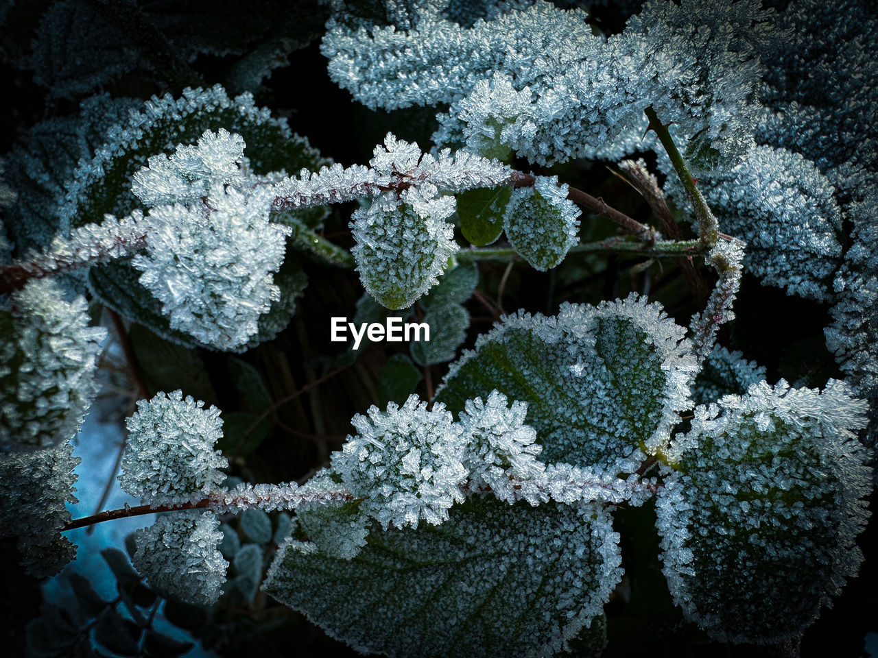 frost, plant, nature, flower, winter, cold temperature, growth, no people, snow, reef, beauty in nature, leaf, frozen, branch, coral, ice, green, outdoors, close-up, high angle view