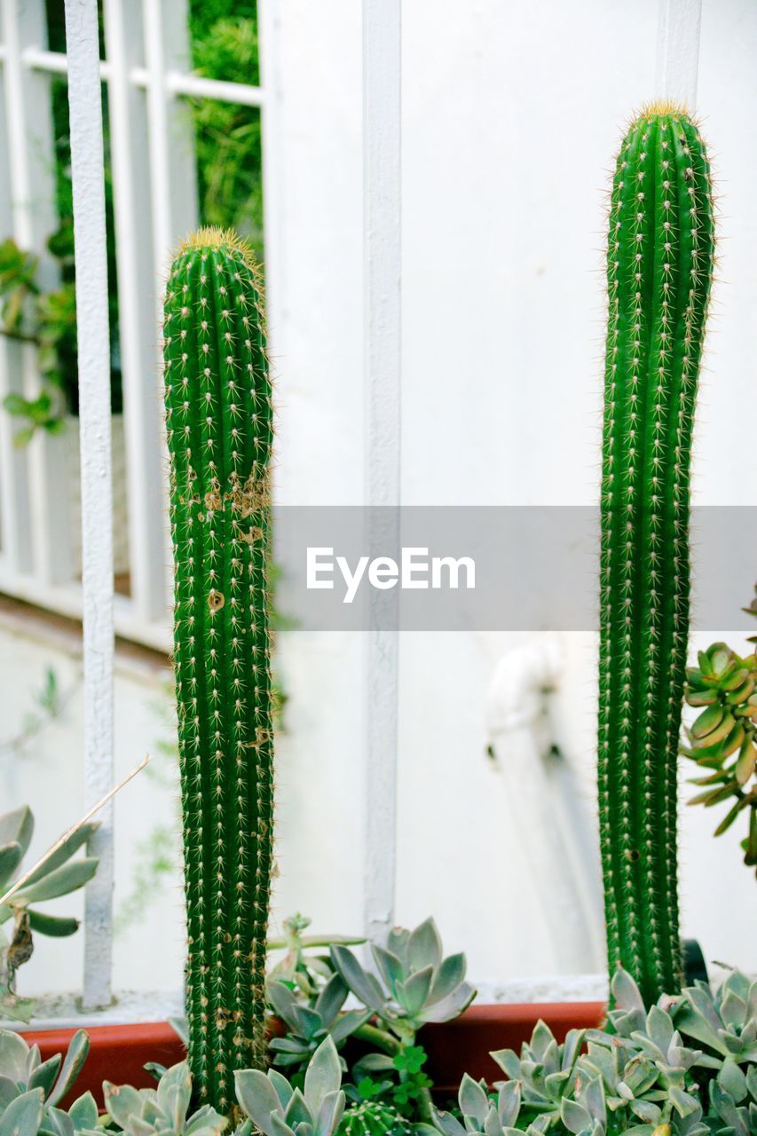 plant, cactus, green, succulent plant, growth, nature, san pedro cactus, no people, flower, day, outdoors, potted plant, beauty in nature, houseplant, leaf, window, plant part