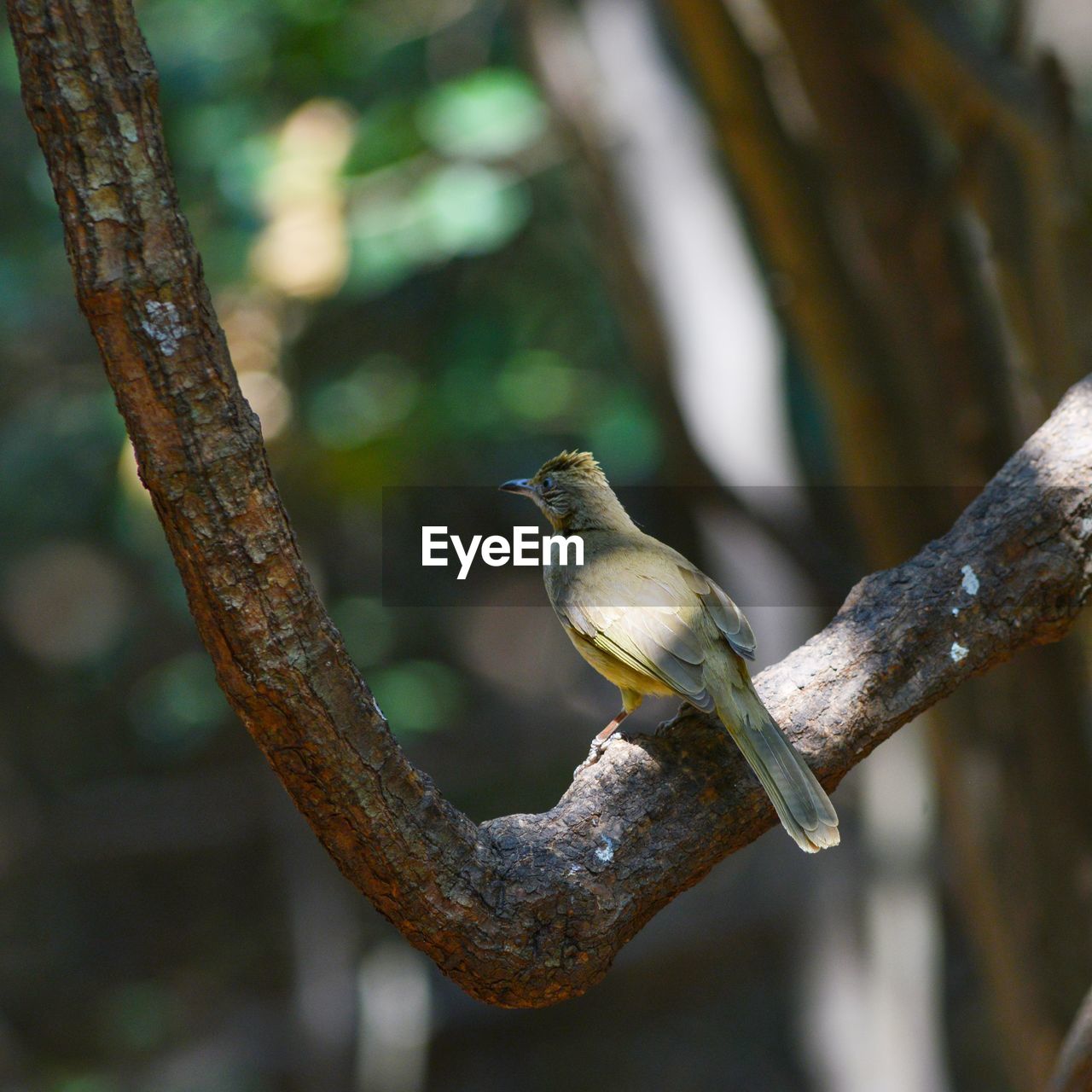 LOW ANGLE VIEW OF BIRD PERCHING ON TREE