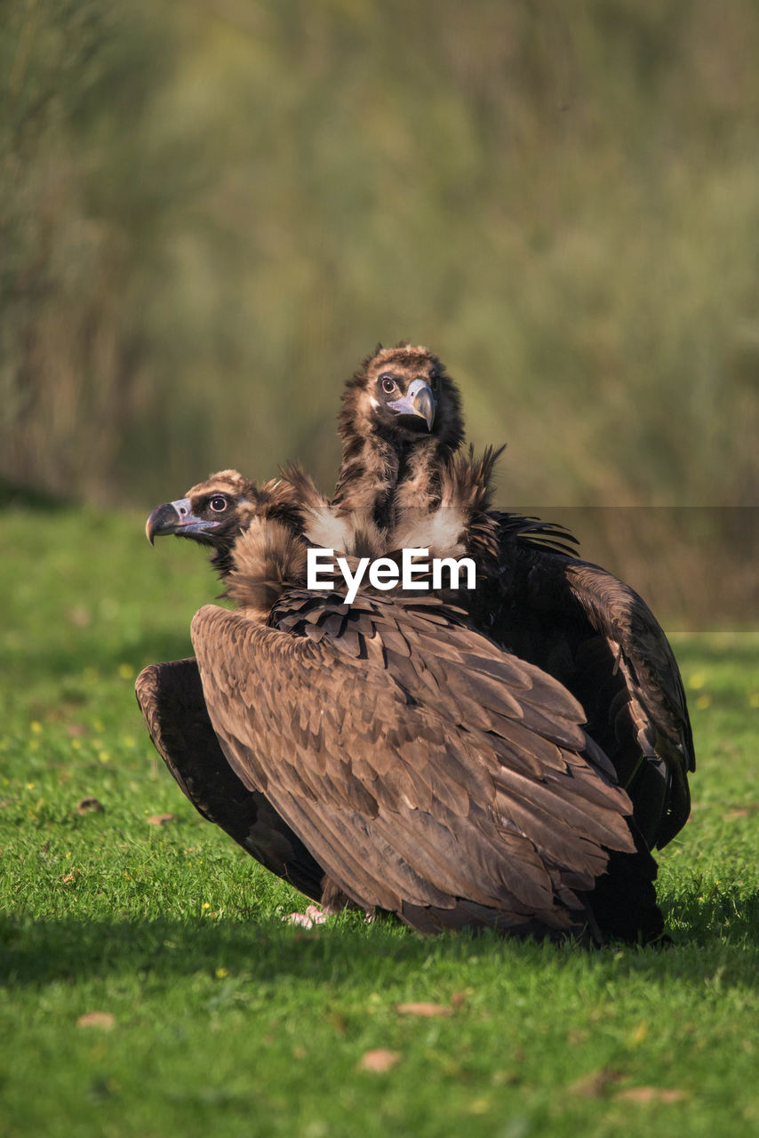 Portrait of a vultures posing at sunset while looking away in a blurred background