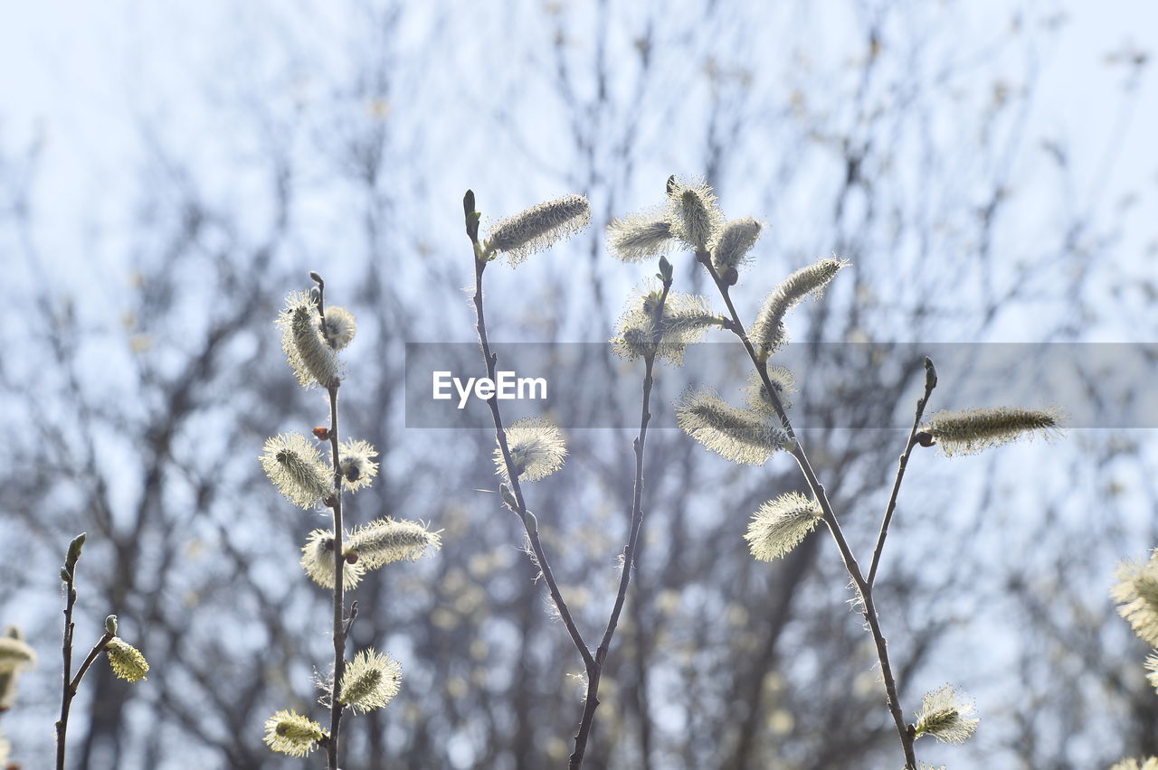 LOW ANGLE VIEW OF WHITE FLOWERING PLANTS AGAINST SKY