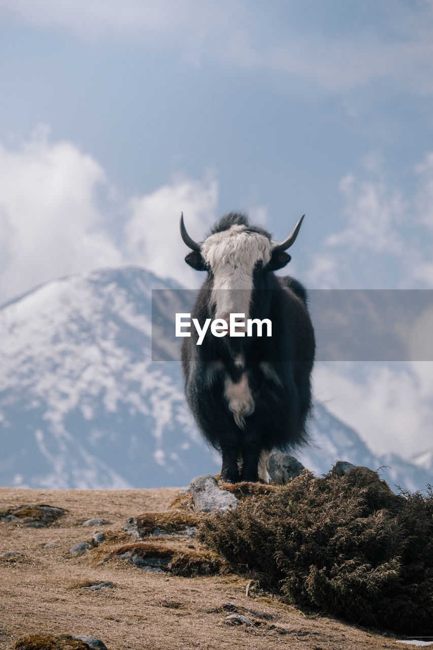 Portrait of an animal on mountain against sky