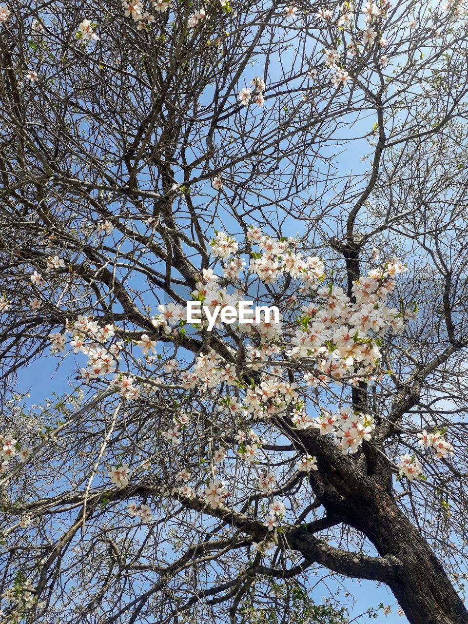 Low angle view of cherry blossoms against sky