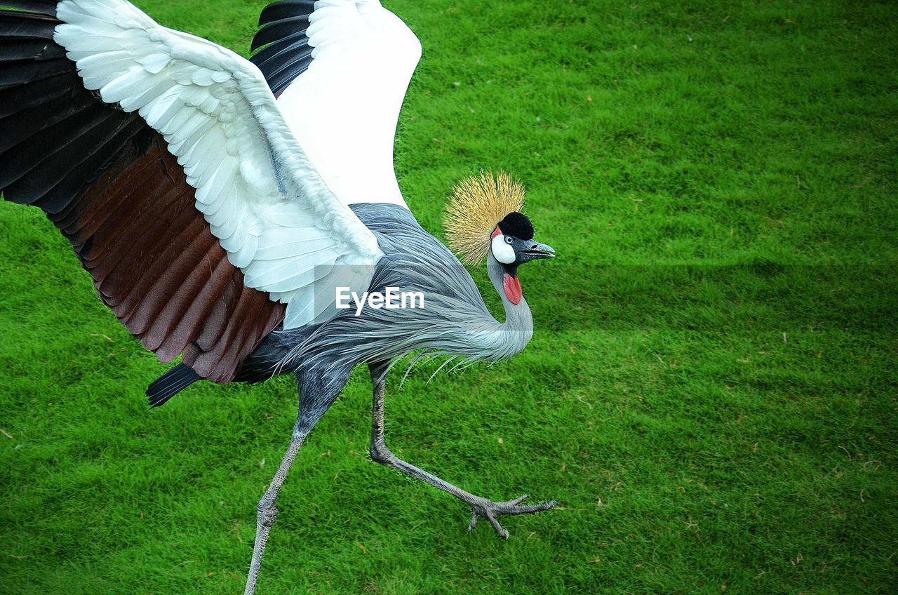 VIEW OF A BIRD FLYING