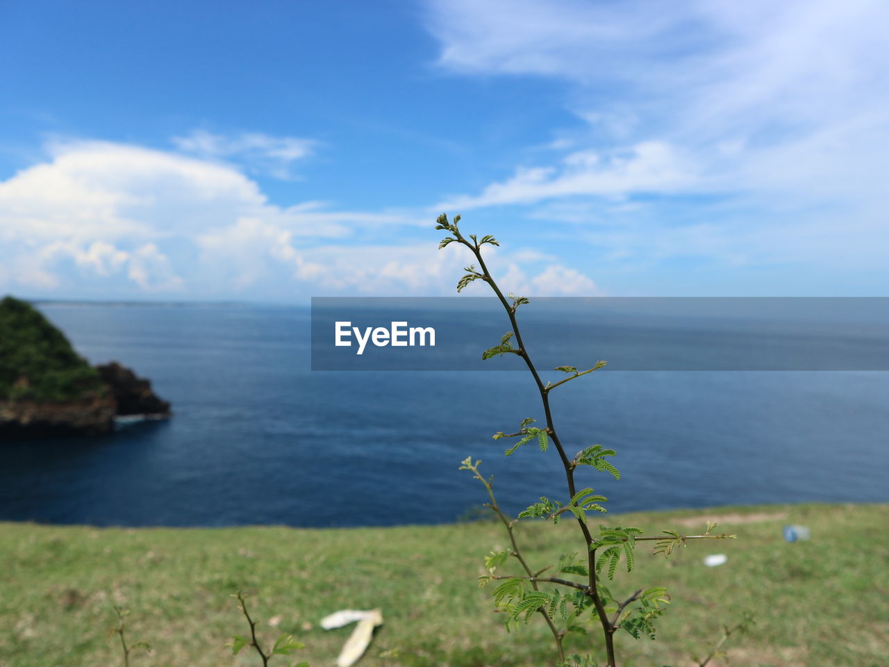 PLANT GROWING ON SEA AGAINST SKY