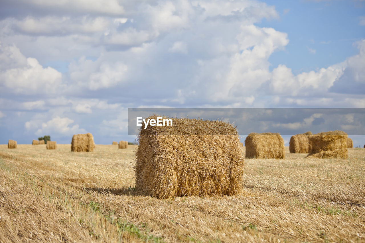 Harvest landscape with straw bales amongst fields in autumn, belarus