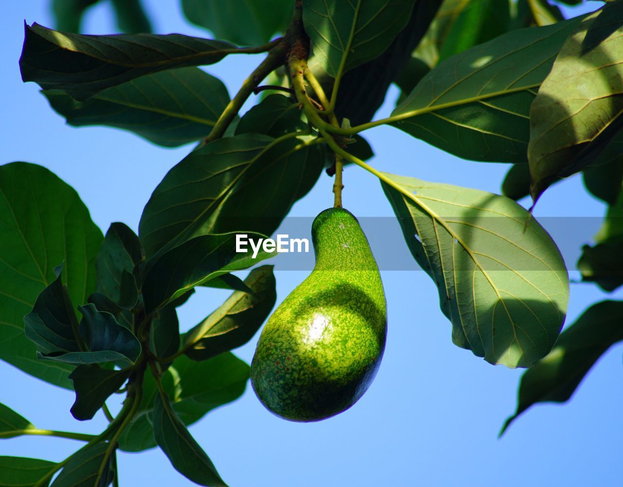 Low angle view of fruits on tree against sky