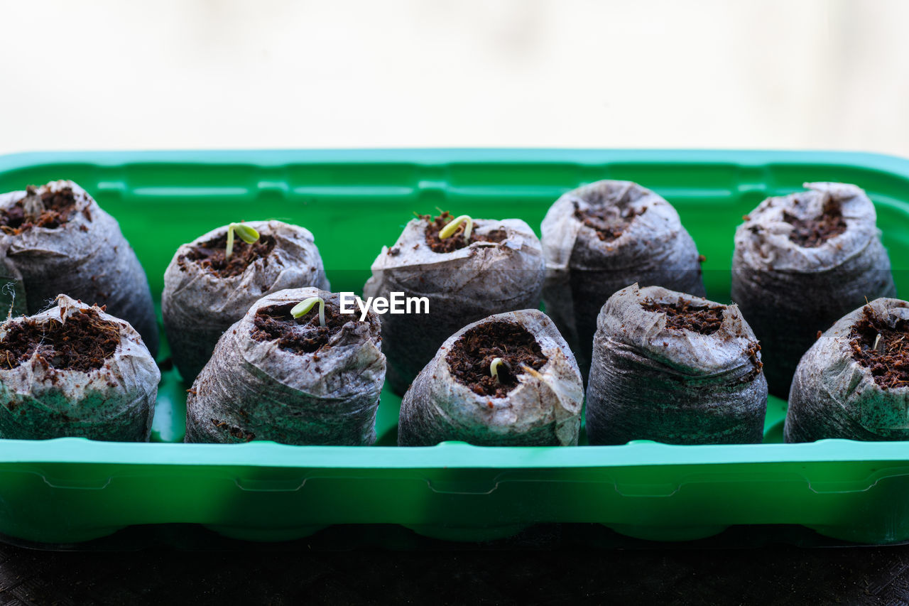 Zinnia seedlings growing in jiffy peat pellets. biodegradable flower pots. plastic free concept.