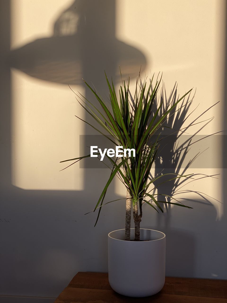 Potted plant on table at home