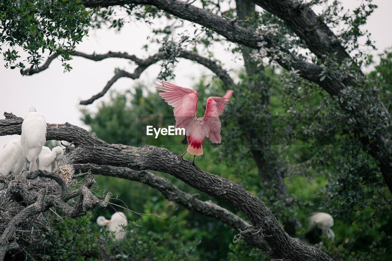 Low angle view of roseate spoonbills perching on branch in forest