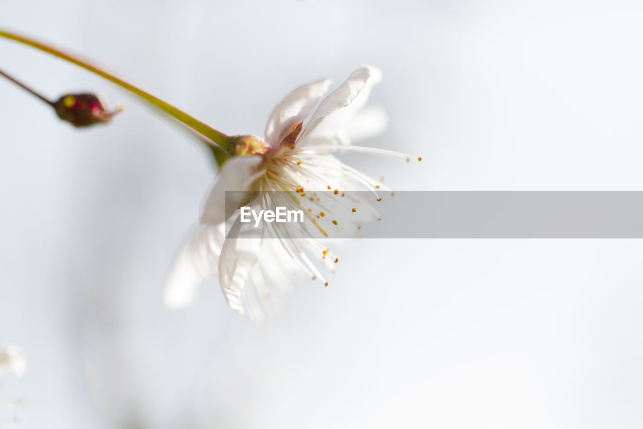 Macro of a white flower head, high key, white background