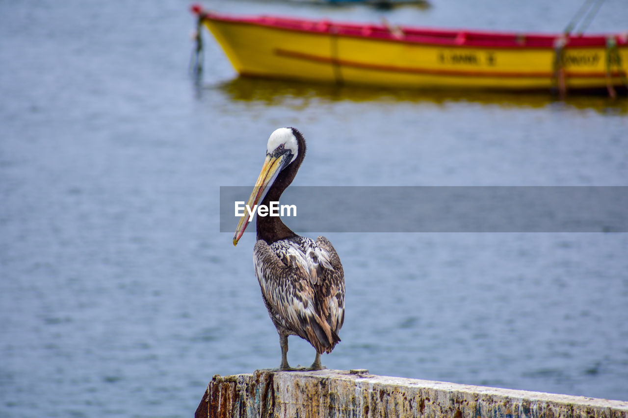 BIRD PERCHING ON WOODEN POST