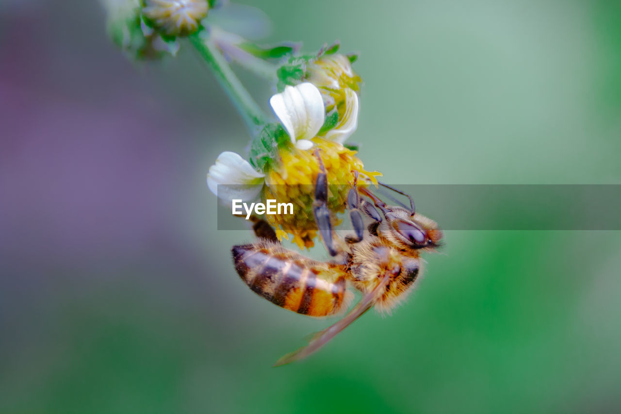 CLOSE-UP OF BEETLE ON FLOWER