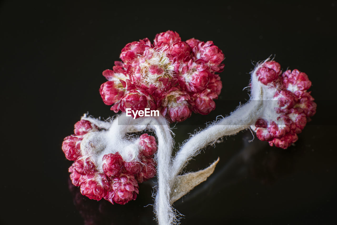 Helichrysum sanguineum. red everlasting flowers, red cud weed. memorial symbol. jerusalem, israel