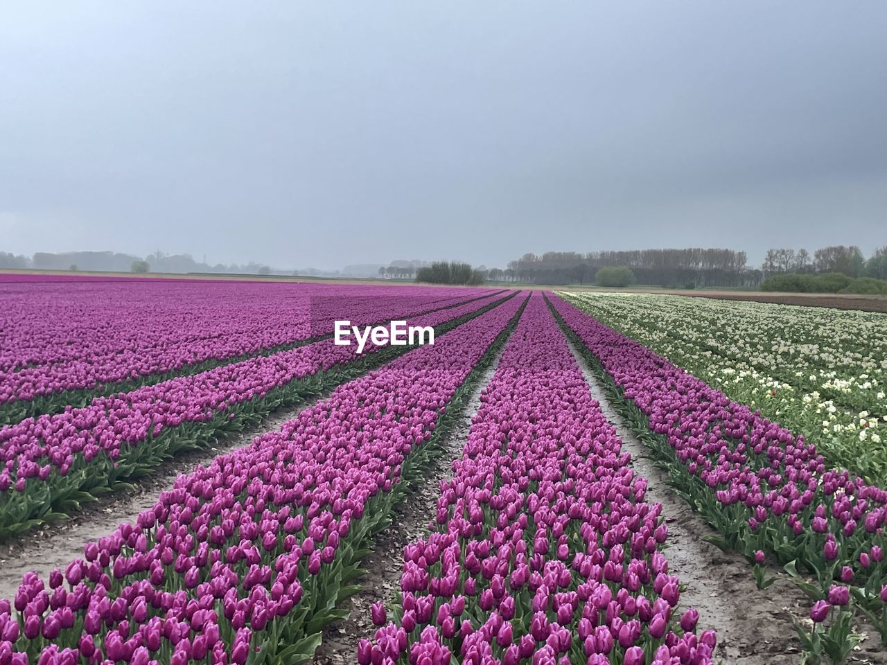 plant, flower, flowering plant, beauty in nature, landscape, nature, agriculture, growth, freshness, field, environment, land, rural scene, sky, purple, in a row, scenics - nature, no people, tranquility, springtime, abundance, farm, tranquil scene, pink, outdoors, fragility, crop, cloud, day, tulip, idyllic, flowerbed, botany, vegetable, lavender, food and drink, multi colored