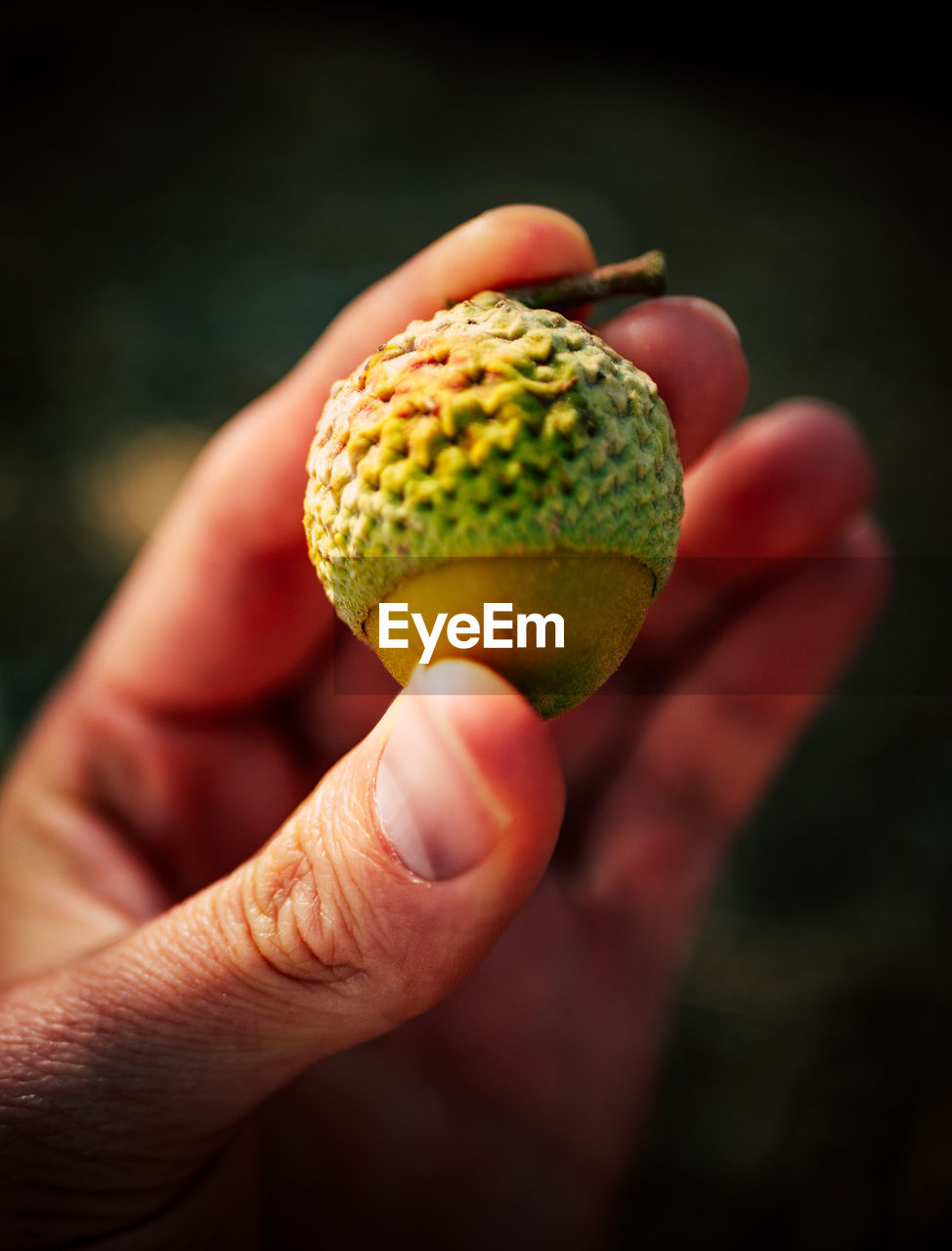 Cropped hand holding acorn