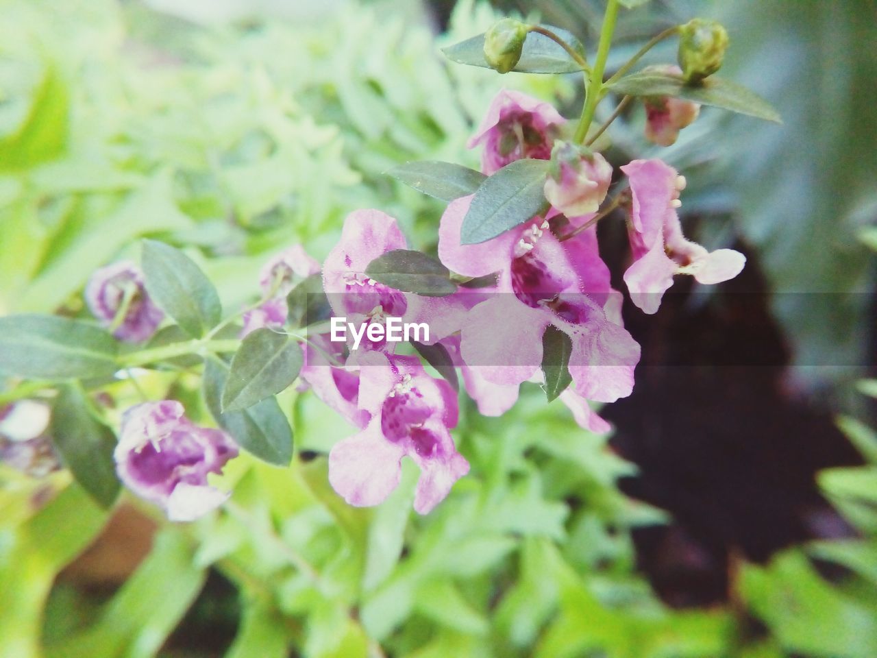 CLOSE-UP OF PINK FLOWERS BLOOMING