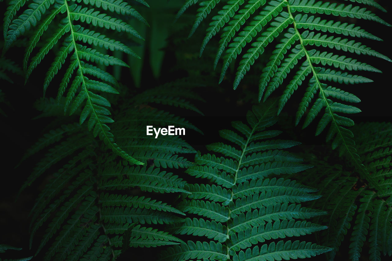 Natural green foliage of tropical fern in dark tone color