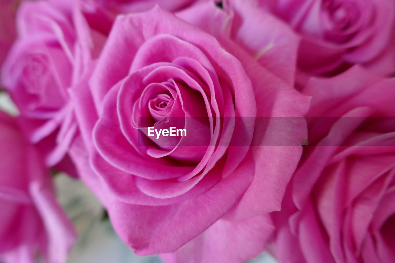 flower, pink, flowering plant, beauty in nature, plant, freshness, rose, petal, close-up, fragility, flower head, inflorescence, nature, garden roses, no people, growth, purple, springtime, flower arrangement, macro photography, focus on foreground, outdoors, extreme close-up, bouquet, full frame