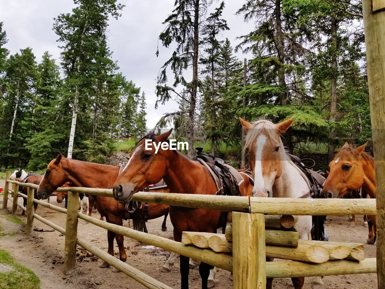 Horses standing by trees against sky