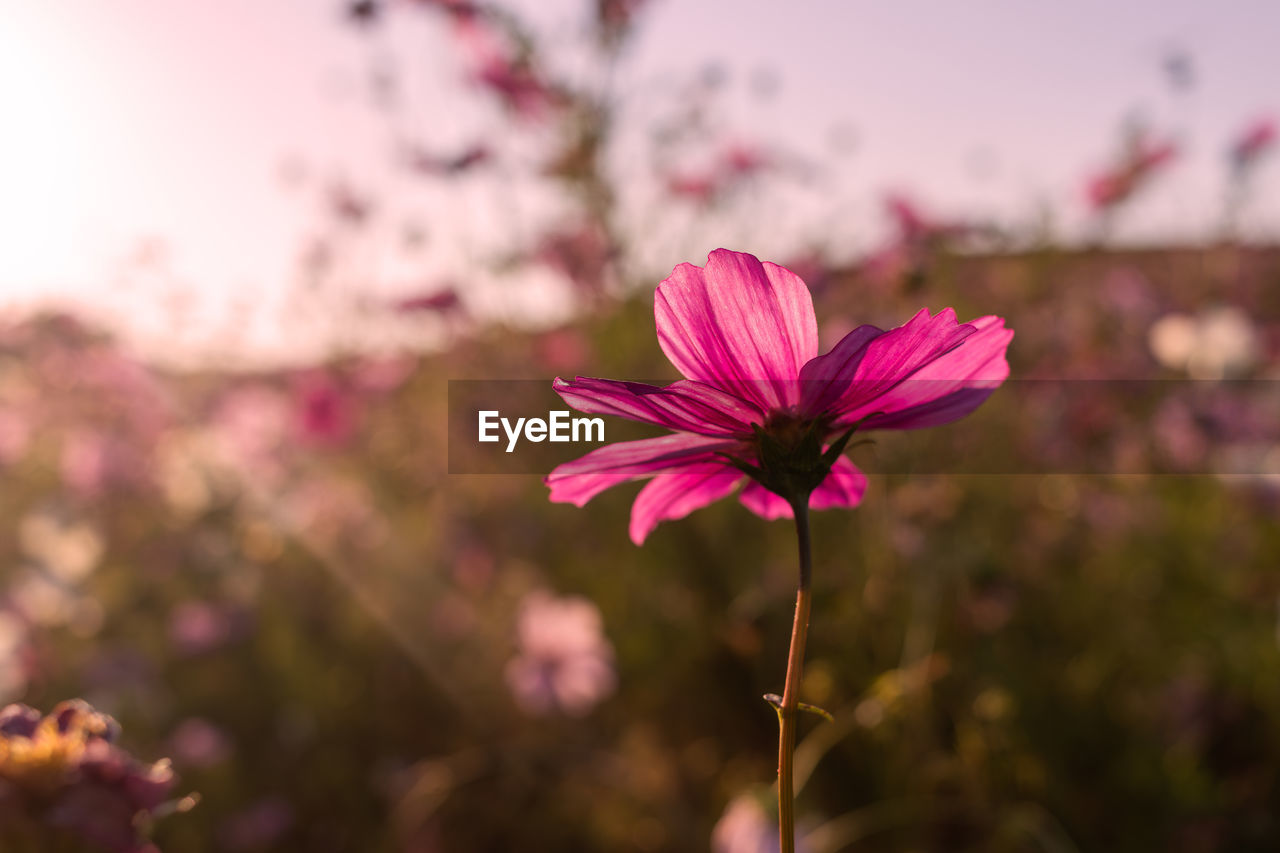 flower, flowering plant, plant, pink, freshness, beauty in nature, blossom, nature, fragility, petal, close-up, flower head, garden cosmos, focus on foreground, inflorescence, springtime, macro photography, sky, growth, no people, magenta, outdoors, botany, cosmos, landscape, multi colored, selective focus, summer, environment, tree, sunlight, cosmos flower, tranquility, sunset, purple, wildflower, pollen