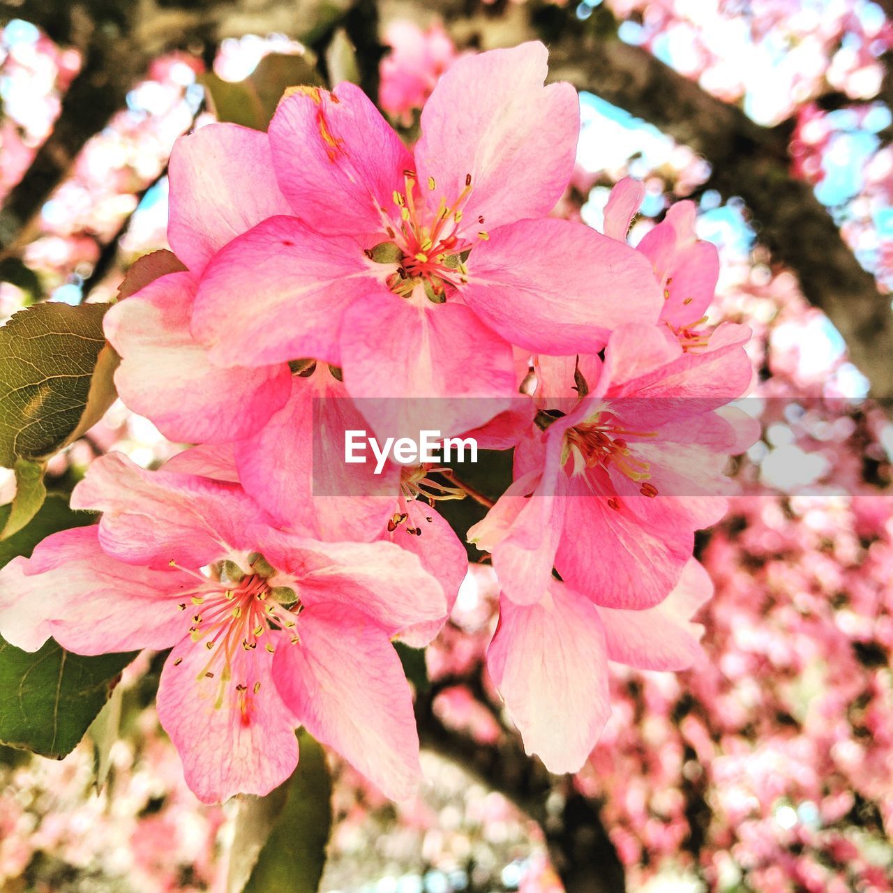 CLOSE-UP OF PINK FLOWER TREE