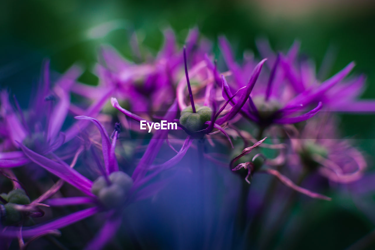 CLOSE-UP OF PURPLE FLOWERING PLANTS