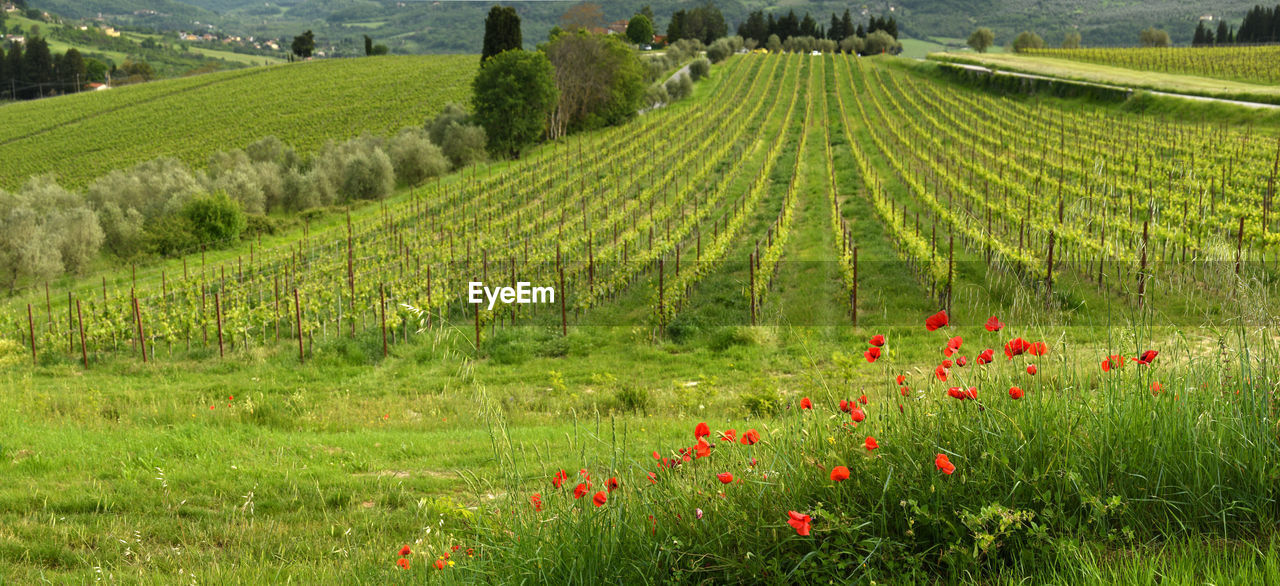 SCENIC VIEW OF FLOWERING FIELD