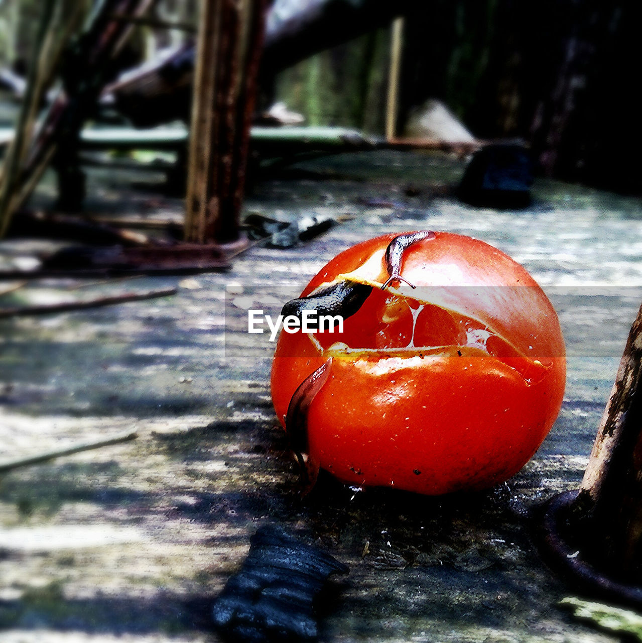 CLOSE-UP OF RED FRUIT ON GROUND