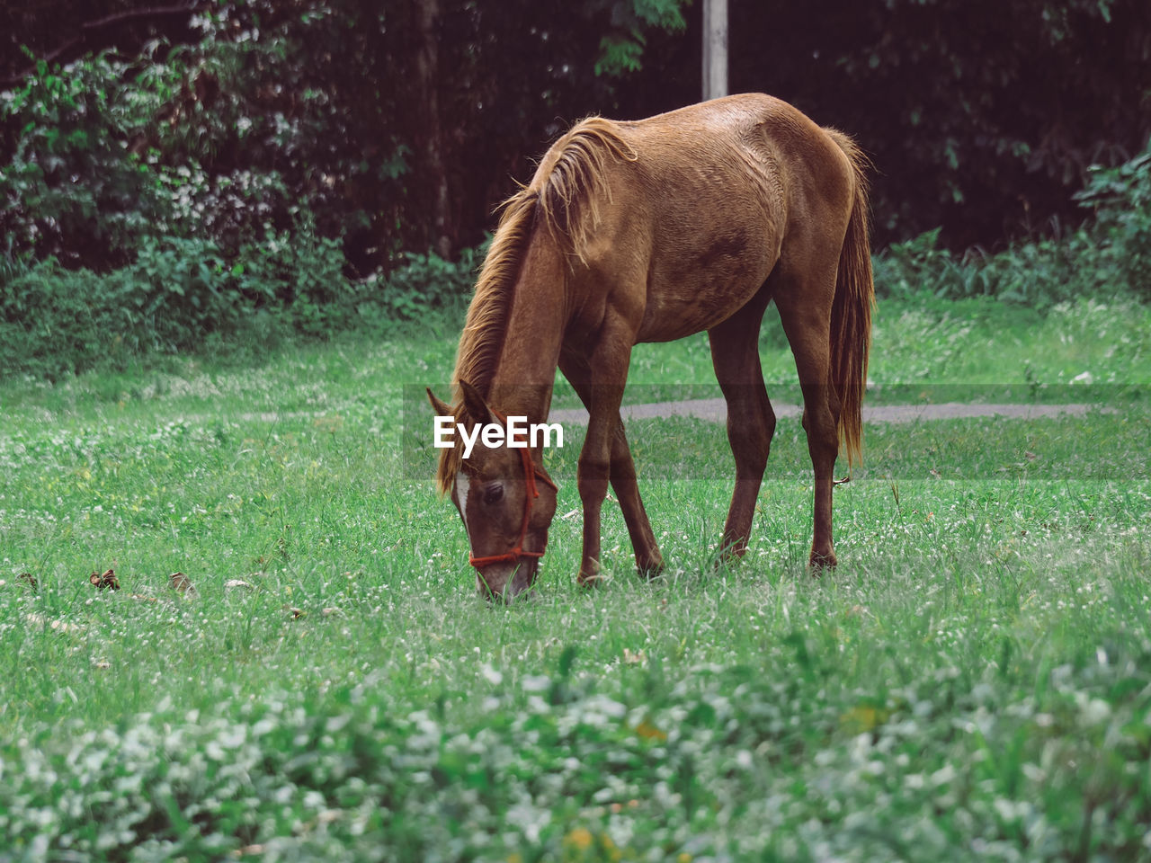 Horse grazing in a field