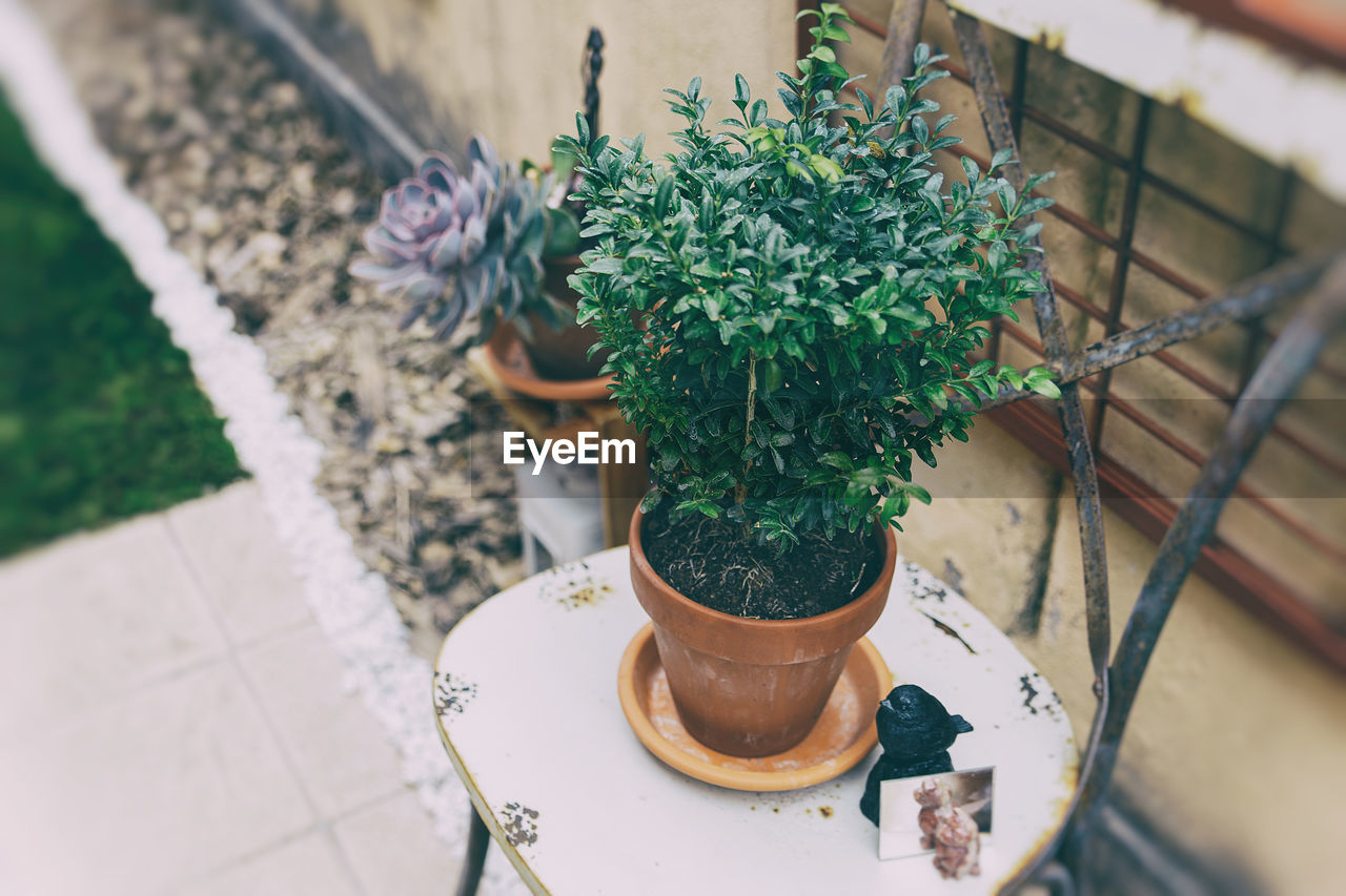 Boxwood on a chair on an urban terrace