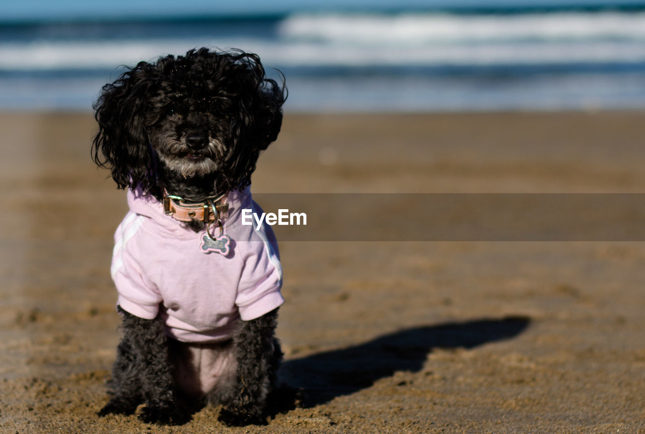 Portrait of black poodle sitting at beach