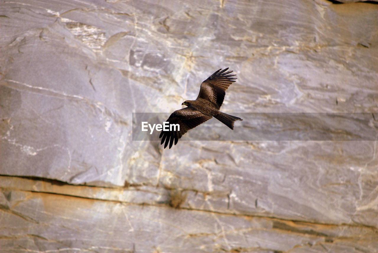 CLOSE-UP OF EAGLE FLYING AGAINST WATER