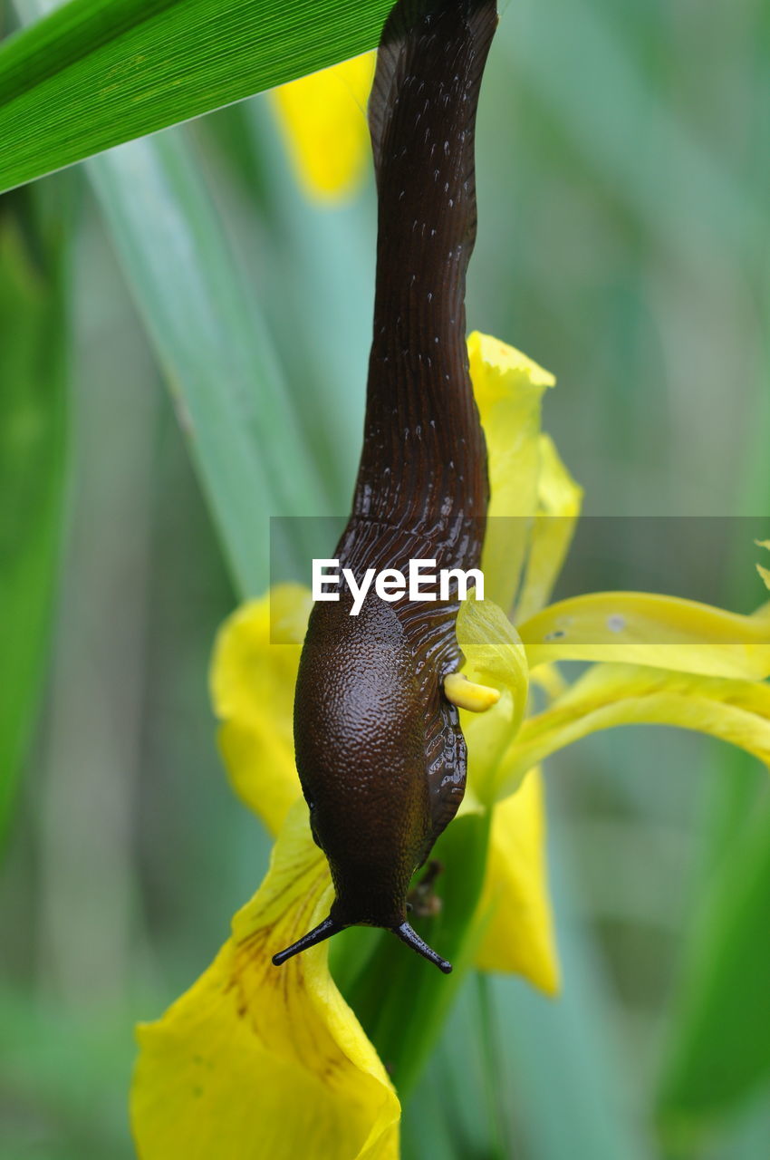 Close-up of slug on yellow flower