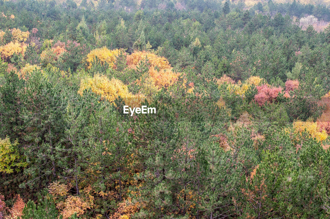 SCENIC VIEW OF FOREST