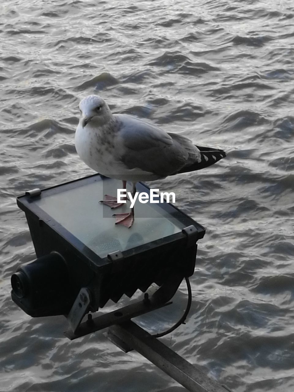 SEAGULL PERCHING ON BOAT