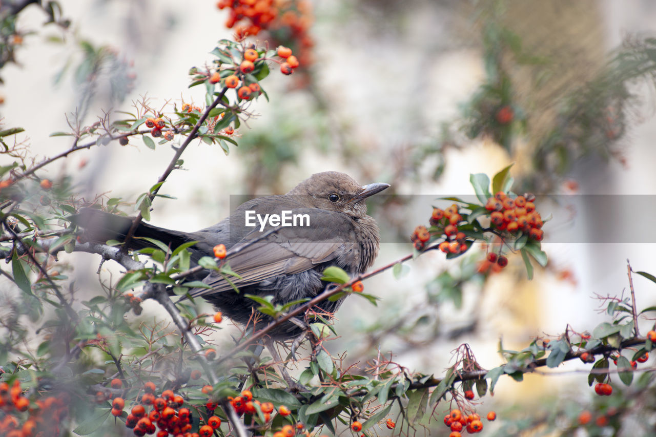 Female european blackbird on a firethorn bush.